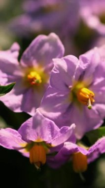 yakın çekim, çiçekli patates. soluk pembe çiçekler bir çiftlik alanında patates çalılar üzerinde çiçek. patates yetiştiriciliği. patates çeşitleri nin ıslahı. yaz sıcak güneşli gün.