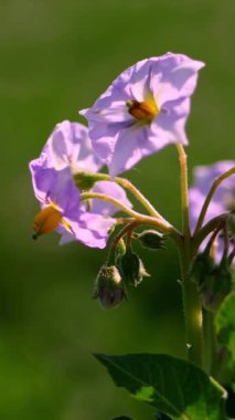 yakın çekim, çiçekli patates. soluk pembe çiçekler bir çiftlik alanında patates çalılar üzerinde çiçek. patates yetiştiriciliği. patates çeşitleri nin ıslahı. yaz sıcak güneşli gün.