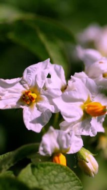 yakın çekim, çiçekli patates. soluk pembe çiçekler bir çiftlik alanında patates çalılar üzerinde çiçek. patates yetiştiriciliği. patates çeşitleri nin ıslahı. yaz sıcak güneşli gün.