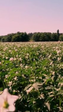 tarlalarda yetişen patates. Yeşil sıralar, çiçekli patates çalıları çiftlik alanında yetişir. beyaz, soluk pembe çiçekler patates çalılar üzerinde çiçek. patates çeşitleri nin ıslahı. Yaz