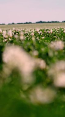 yakın çekim, keskin olmayan odak, çiçekli patates. soluk pembe çiçekler bir çiftlik alanında patates çalılar üzerinde çiçek. patates yetiştiriciliği. patates çeşitleri nin ıslahı. yaz sıcak güneşli gün.