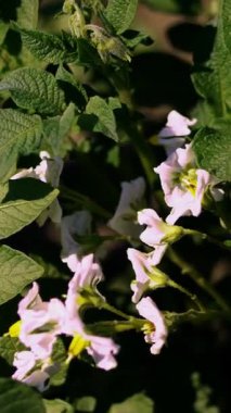 yakın çekim, çiçekli patates. soluk pembe çiçekler bir çiftlik alanında patates çalılar üzerinde çiçek. patates yetiştiriciliği. patates çeşitleri nin ıslahı. yaz sıcak güneşli gün.