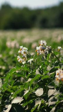 tarlalarda yetişen patates. Yeşil sıralar, çiçekli patates çalıları çiftlik alanında yetişir. beyaz, soluk pembe çiçekler patates çalılar üzerinde çiçek. patates çeşitleri nin ıslahı. Yaz