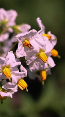 yakın çekim, çiçekli patates. soluk pembe çiçekler bir çiftlik alanında patates çalılar üzerinde çiçek. patates yetiştiriciliği. patates çeşitleri nin ıslahı. yaz sıcak güneşli gün.