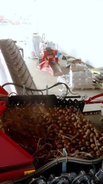 Patates hasadı. üst görünüm. patates yumrular enkaz elenmiş özel bir makine üzerinde hareket. patates yetiştiriciliği, tarım.