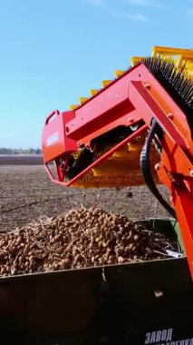 Bir tarlada patates topluyorum. Özel bir makine, traktör patatesleri çıkarıyor ve bir kamyonun arkasına döküyor.