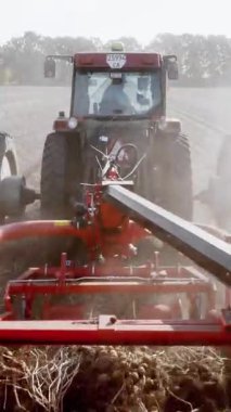 Bir tarlada patates topluyorum. Özel bir makine, traktör patatesleri çıkarıyor ve bir kamyonun arkasına döküyor.