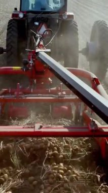 Bir tarlada patates topluyorum. Özel bir makine, traktör patatesleri çıkarıyor ve bir kamyonun arkasına döküyor.