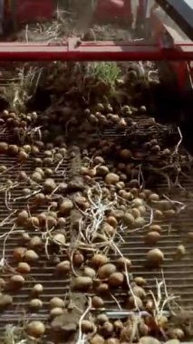 Bir tarlada patates topluyorum. Özel bir traktör patatesleri çıkarıp bir kamyonun arkasına döker. Patates yumrusu özel bir makine bandı üzerinde hareket eder ,