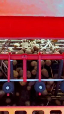 yakın çekim, patates yumrular özel makine bandı üzerinde hareket, özel bir traktör patates kazılar ve bir kamyonun arkasına döker. bir tarım alanında patates hasat. Sonbahar.