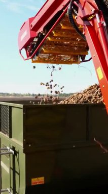 Bir tarlada patates topluyorum. Özel bir traktör patatesleri çıkarıp bir kamyonun arkasına döker. Patates yumrusu özel bir makine bandı üzerinde hareket eder ,