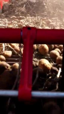 yakın çekim, patates yumrular özel makine bandı üzerinde hareket, özel bir traktör patates kazılar ve bir kamyonun arkasına döker. bir tarım alanında patates hasat. Sonbahar.