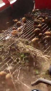 yakın çekim, patates yumrular özel makine bandı üzerinde hareket, özel bir traktör patates kazılar ve bir kamyonun arkasına döker. bir tarım alanında patates hasat. Sonbahar.
