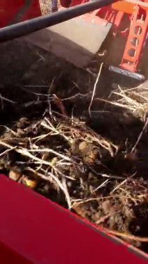 yakın çekim, patates yumrular özel makine bandı üzerinde hareket, özel bir traktör patates kazılar ve bir kamyonun arkasına döker. bir tarım alanında patates hasat. Sonbahar.