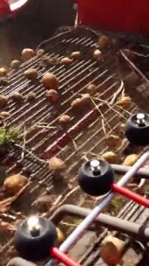 yakın çekim, patates yumrular özel makine bandı üzerinde hareket, özel bir traktör patates kazılar ve bir kamyonun arkasına döker. bir tarım alanında patates hasat. Sonbahar.