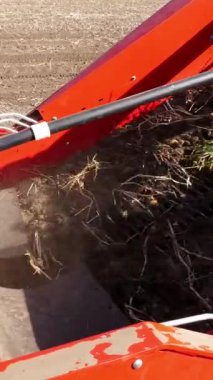 yakın çekim, patates yumrular özel makine bandı üzerinde hareket, özel bir traktör patates kazılar ve bir kamyonun arkasına döker. bir tarım alanında patates hasat. Sonbahar.