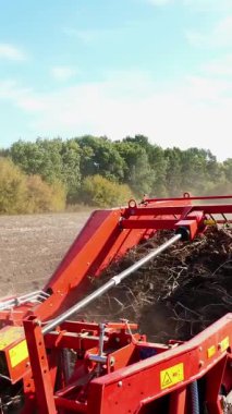 yakın çekim, patates yumrular özel makine bandı üzerinde hareket, özel bir traktör patates kazılar ve bir kamyonun arkasına döker. bir tarım alanında patates hasat. Sonbahar.