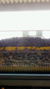 Patates hasadı. Close. patates yumrular özel bir makine bandı üzerinde hareket , kir ve topraktan otomatik patates temizleme , enkaz elenmiş. patates yetiştiriciliği, tarım.