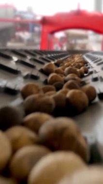 yakın çekim, Patates özel konveyör makine bant hareket ve bir depolama odasına sığacak, kış depolama için bir depo. patates hasadı, mahsul.