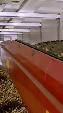 yakın çekim, Patates özel konveyör makine bant hareket ve bir depolama odasına sığacak, kış depolama için bir depo. patates hasadı, mahsul