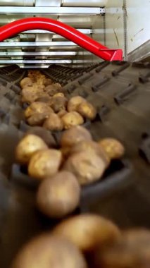 yakın çekim, Patates özel konveyör makine bant hareket ve bir depolama odasına sığacak, kış depolama için bir depo. patates hasadı, mahsul