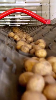 yakın çekim, Patates özel konveyör makine bant hareket ve bir depolama odasına sığacak, kış depolama için bir depo. patates hasadı, mahsul