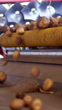 yakın çekim, Patates özel konveyör makine bant üzerinde hareket . patates hasadı, mahsul