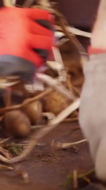 yakın çekim, kir ve topraktan temiz çalışan eldiven eller, enkaz, filiz eme. Patates özel konveyör makine bant üzerinde hareket . patates hasadı, mahsul