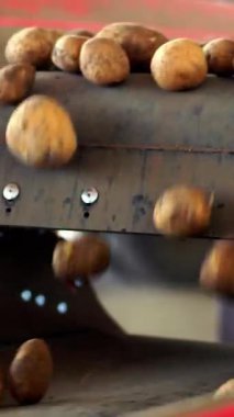 yakın çekim, kir ve topraktan otomatik patates temizliği, enkaz dan eleyen, lahana. Patates özel konveyör makine bant üzerinde hareket . patates hasadı, mahsul.