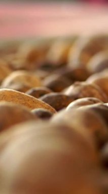 yakın çekim, Patates özel konveyör makine bant üzerinde hareket . patates hasadı, mahsul