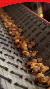 yakın çekim, Patates özel konveyör makine bant üzerinde hareket . patates hasadı, mahsul