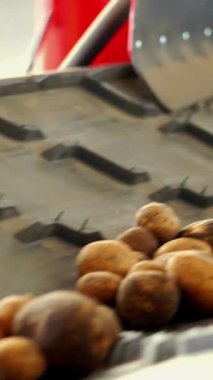 yakın çekim, Patates özel konveyör makine bant üzerinde hareket . patates hasadı, mahsul