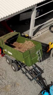 Patates hasadı, tarım sektöründe patates ayıklama süreci, çiftlik. Patates, taşıyıcı ekipmanlardaki özel bantlarda hareket eder. İşçiler patatesleri topraktan ve filizden soyar.