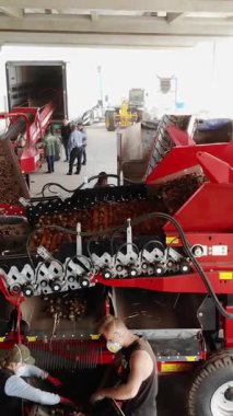 CHERKASY, UKRAINE, 20 EYLÜL 2019: tarım işletmesindeki patatesleri ayırmak, çiftlik. Patates, taşıyıcı ekipmanlardaki özel bantlarda hareket eder. İşçiler topraktan ve filizden patates soyarlar. patates hasadı.