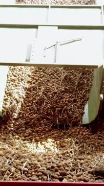 Tarımsal girişimde, çiftlikte patates ve lahanaları taşıma bandında ayıran çalışanlar. patates hasadı.