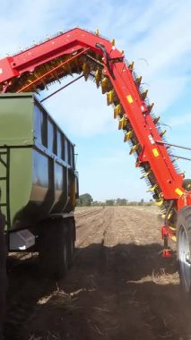Patatesleri tarlada patates hasadıyla hasat eden çiftlik makineleri. Otomatik tarım teknolojisi, gıda endüstrisi üretimi, tarım kavramı