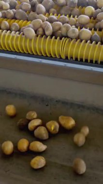 Tarımsal girişimde, çiftlikte patates ve lahanaları taşıma bandında ayıran çalışanlar. patates hasadı.