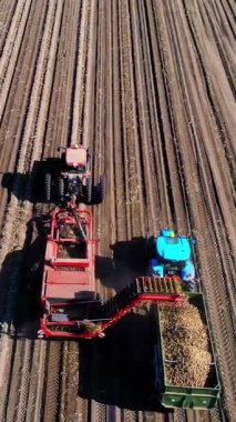 Çiftlik arazisi. Patates hasadı. Patates toplama makinesi patatesleri toplar ve hasadı bir kamyonun arkasına boşaltır. patates hasadı