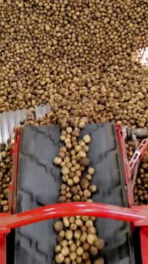 yakın çekim, Patates özel konveyör makine bant hareket ve bir depolama odasına sığacak, kış depolama için bir depo. patates hasadı, mahsul
