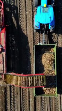 Patates hasadı sırasında tarlada makine kullanmak. Patates toplama makinesi patates topluyor, hasadı bir kamyonun arkasına boşaltıyor. Ilık sonbahar günü.