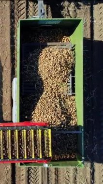 Patates hasadı sırasında tarlada makine kullanmak. Patates toplama makinesi patates topluyor, hasadı bir kamyonun arkasına boşaltıyor. Ilık sonbahar günü.