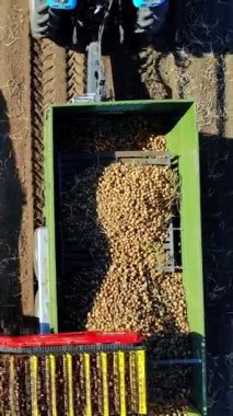 Patates hasadı sırasında tarlada makine kullanmak. Patates toplama makinesi patates topluyor, hasadı bir kamyonun arkasına boşaltıyor. Ilık sonbahar günü.