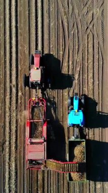 Patates hasadı sırasında tarlada makine kullanmak. Patates toplama makinesi patates topluyor, hasadı bir kamyonun arkasına boşaltıyor. Ilık sonbahar günü.