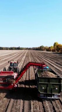 Patates hasadı sırasında tarlada makine kullanmak. Patates toplama makinesi patates topluyor, hasadı bir kamyonun arkasına boşaltıyor. Ilık sonbahar günü.