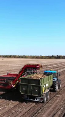 Patates hasadı sırasında tarlada makine kullanmak. Patates toplama makinesi patates topluyor, hasadı bir kamyonun arkasına boşaltıyor. Ilık sonbahar günü.