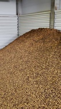 Patatesler özel taşıma bandıyla hareket eder ve kış depolama deposu olan bir depoya sığar. Patates hasadı, mahsul.