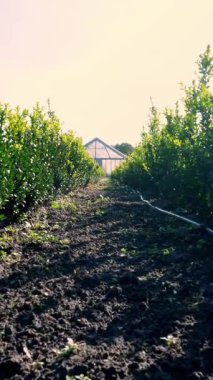 Süslü, yemyeşil fidanlık ağaçları, thuja, ağaç çiftliğinde satılık kutular. Çiftçilik, sera çiftçiliği