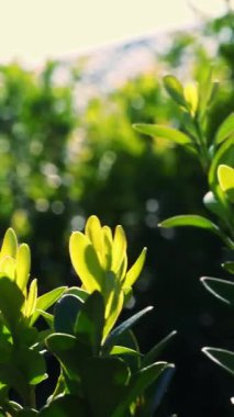Yakın çekim, güneşte boxwood yaprakları. Sulu yeşil boxwood çalısı. Ağaç çiftliğinde satılık süs yetiştirme sandığı yetiştiriyorum. Çiftçilik, sera çiftçiliği.