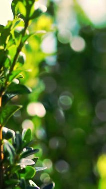 Yakın çekim, boxwood yaprakları rüzgarda sallanıyor, güneşte. Sulu yeşil boxwood çalısı. Ağaç çiftliğinde satılık süs yetiştirme sandığı yetiştiriyorum. Çiftçilik, sera çiftçiliği