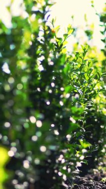 Yakın çekim, boxwood yaprakları rüzgarda sallanıyor, güneşte. Sulu yeşil boxwood çalıları. Ağaç çiftliğinde satılık süs yetiştirme sandığı yetiştiriyorum. sera çiftçiliği.